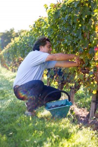 Vendanges